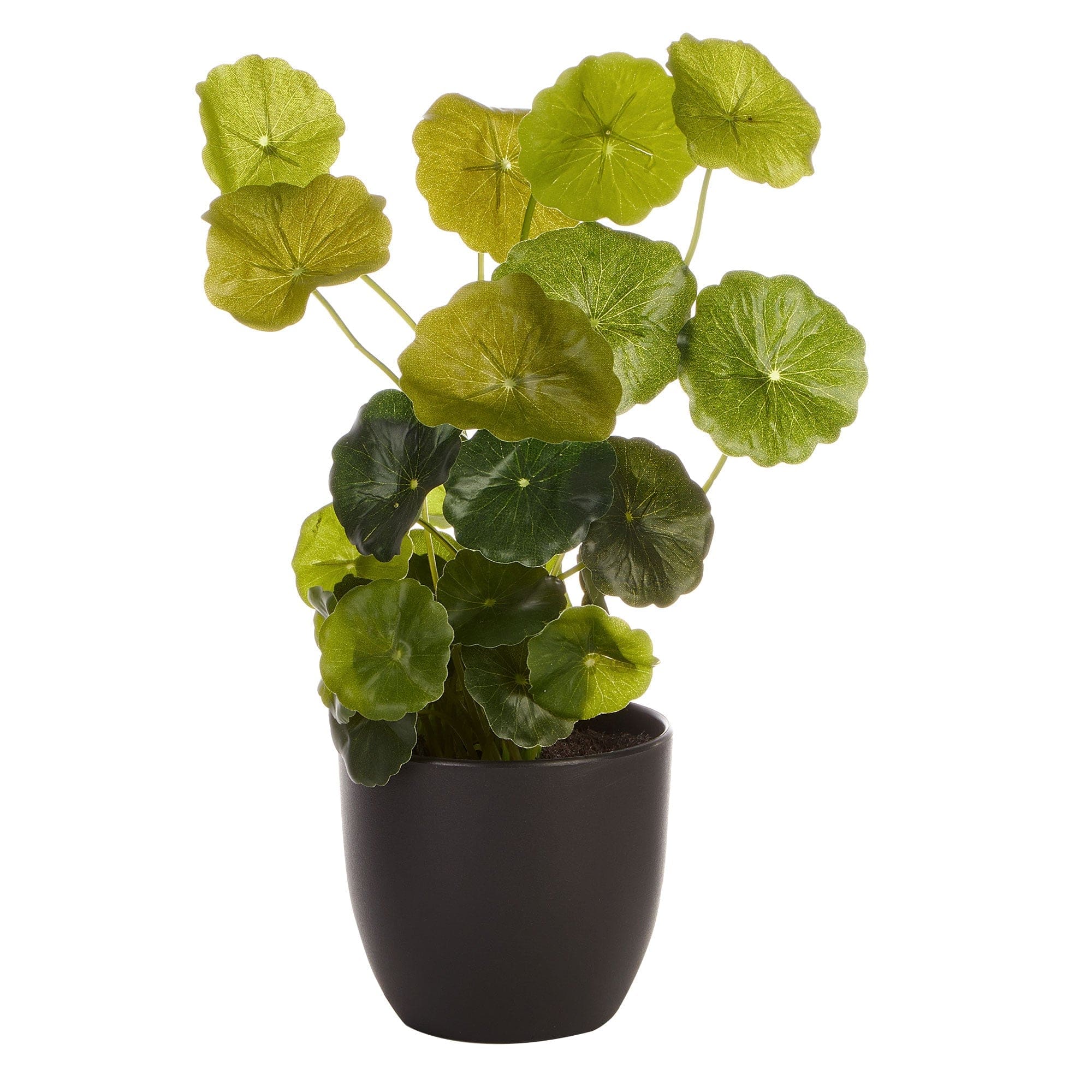 Cooper & Co. Homewares Artificial Plants 24Cm Artificial Money Bag Plant